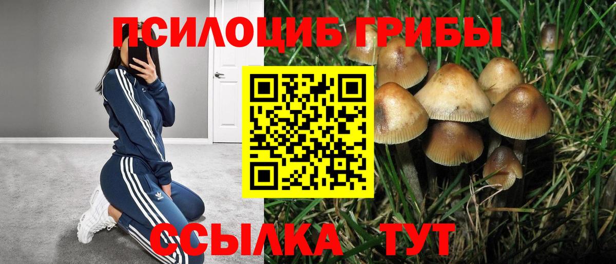 Галлюциногенные грибы MAGIC MUSHROOMS  Вход с VPN  Гусь-Хрустальный  Псилоцибиновые грибы Psilocybe 